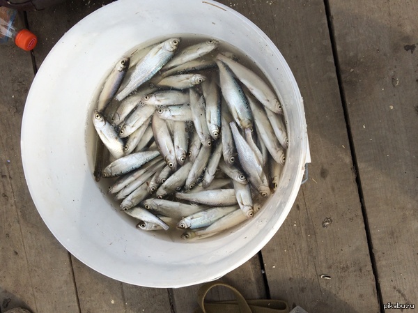 Открыли сезон!