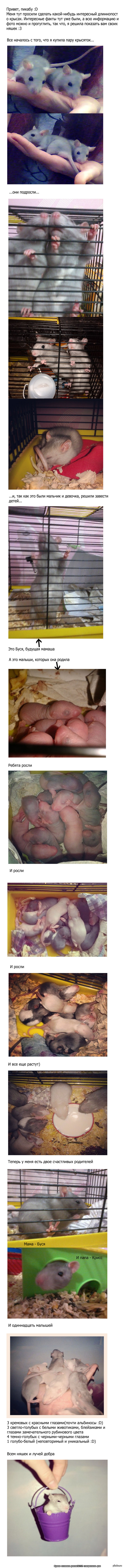 Немного о моих крысках :D