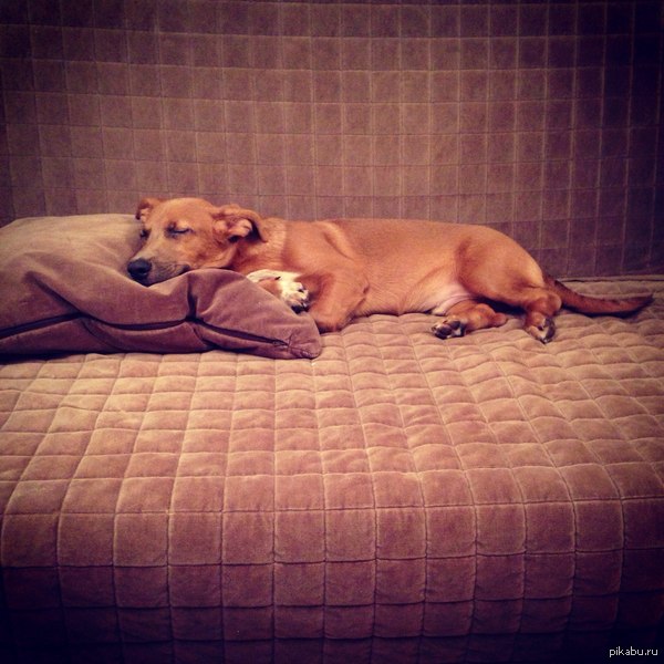 ��� ������ ���� ��������