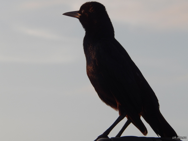 ��� ����, ����� ���� �������� �� ������