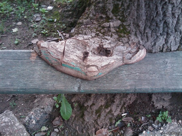 Просто дерево ест скамейку.Листай дальше.