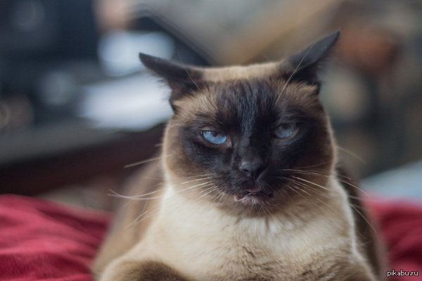 Залипалово