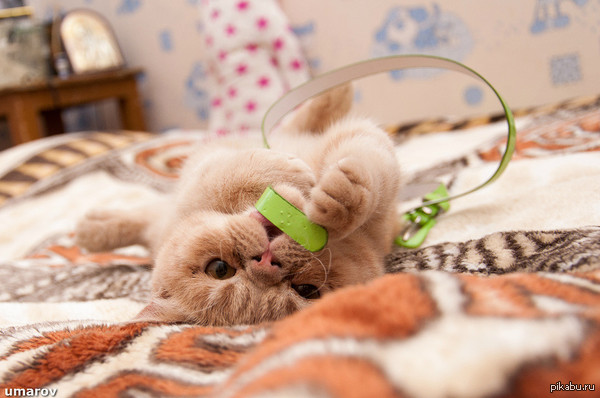 Его величество Персиус