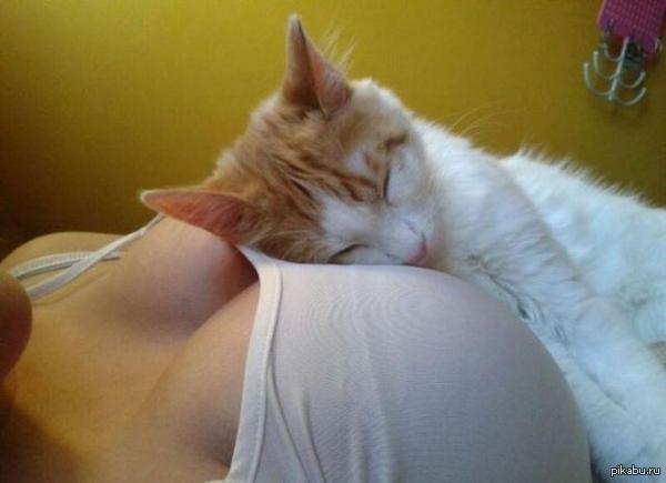 There is no better place than the softest titi - Breast, Dream, cat, NSFW