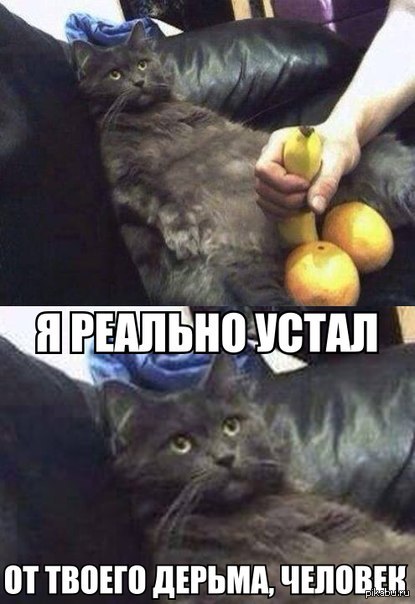 Cat's face - cat, My master is an idiot