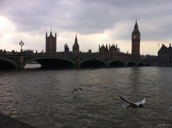 A good city - My, London, Seagulls, England, Water, Bridge, Birds
