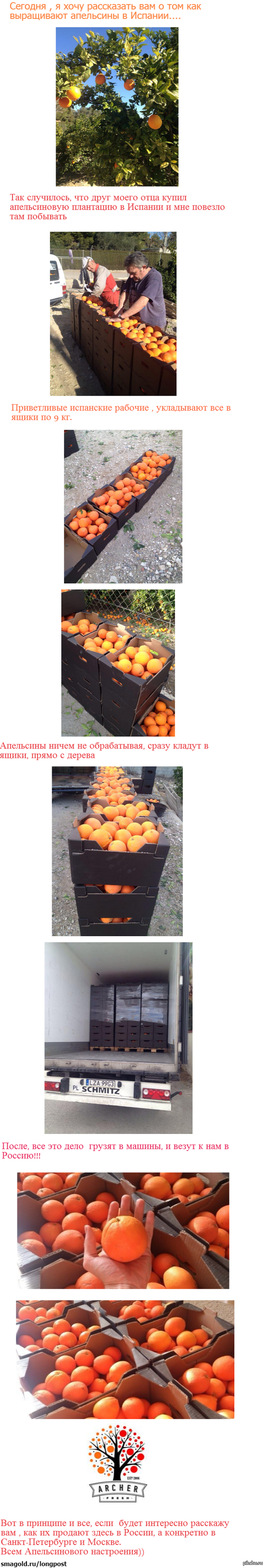 Апельсиновое настроение!))