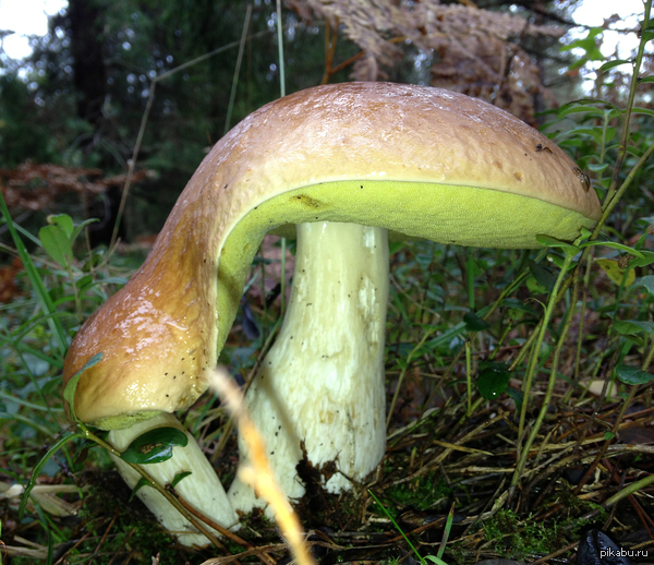 �������� �������� - � ������ ���� ������!