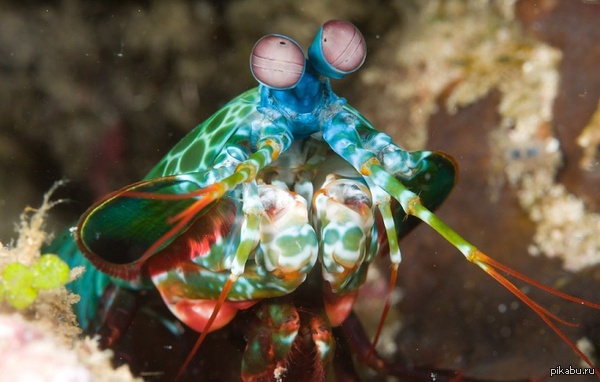 �����������, ��� ������� ����-�������!