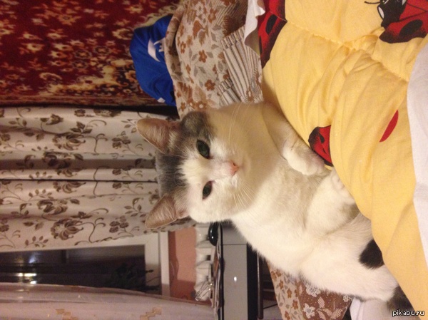 ������ ����