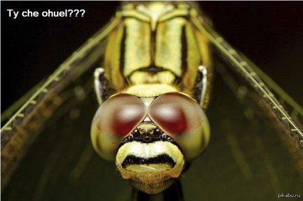 �������� ��������