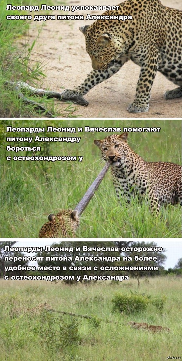        <a href="http://pikabu.ru/story/udivitelnoe_priklyuchenie_pitona_2145474">http://pikabu.ru/story/_2145474</a> .  @Troyan4ik