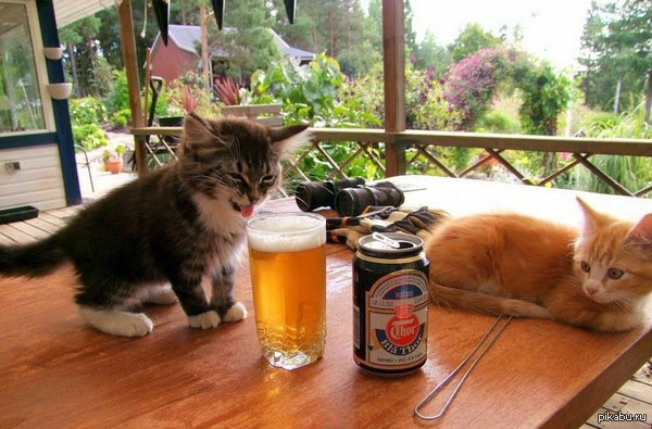 В поддержу пьющих котиков :3