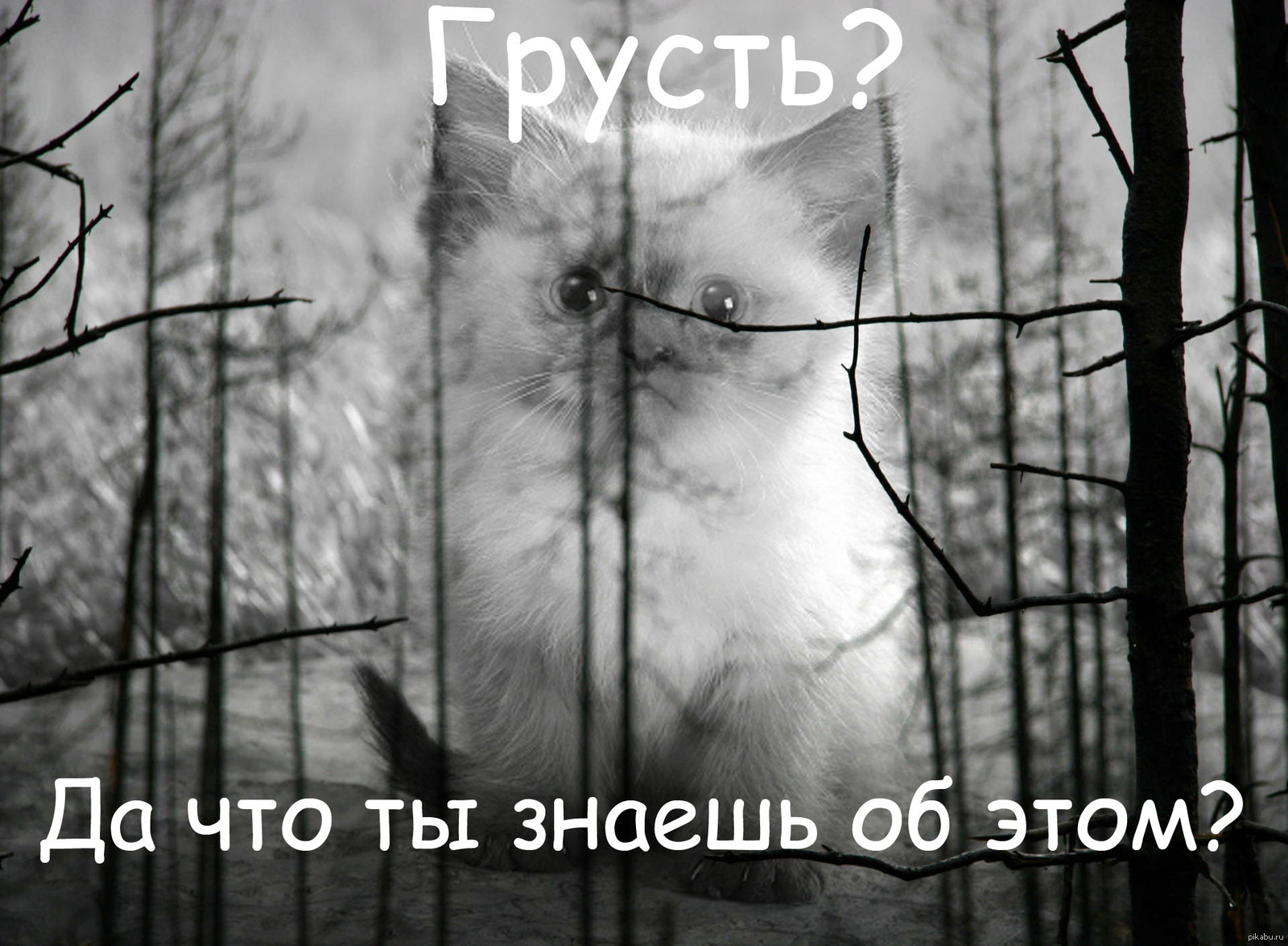 Что такое безысходность. Кролик безысходность. Безысходная печаль небезынтересный случай безынициативный. Кот смотрит в окно тлен Мем. В России даже коты грустят пикабу.