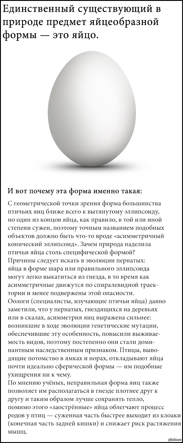 Идеальное яйцо. Идеальная форма яйца. Яйца неправильной формы. Форма яйца название. Правильная форма яйца.