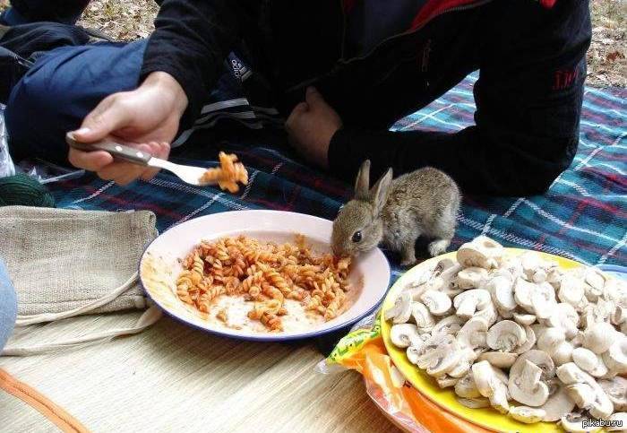 Можно ли есть мясо мелких животных сырое. Кролик завтракает. Еда для кроликов. Что едят зайцы. Зайчик кушает.