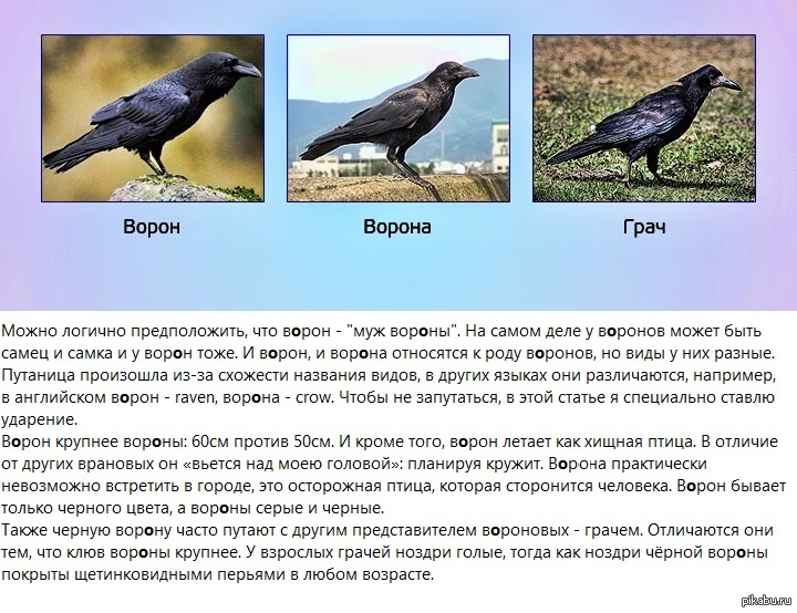 Сравнение птиц 3 класс. Описание вороны. Серая ворона описание. Описание птиц. Ворон описание.