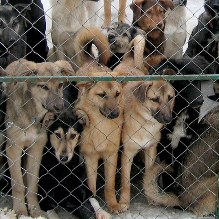 Собаки в питомнике бесплатно фото