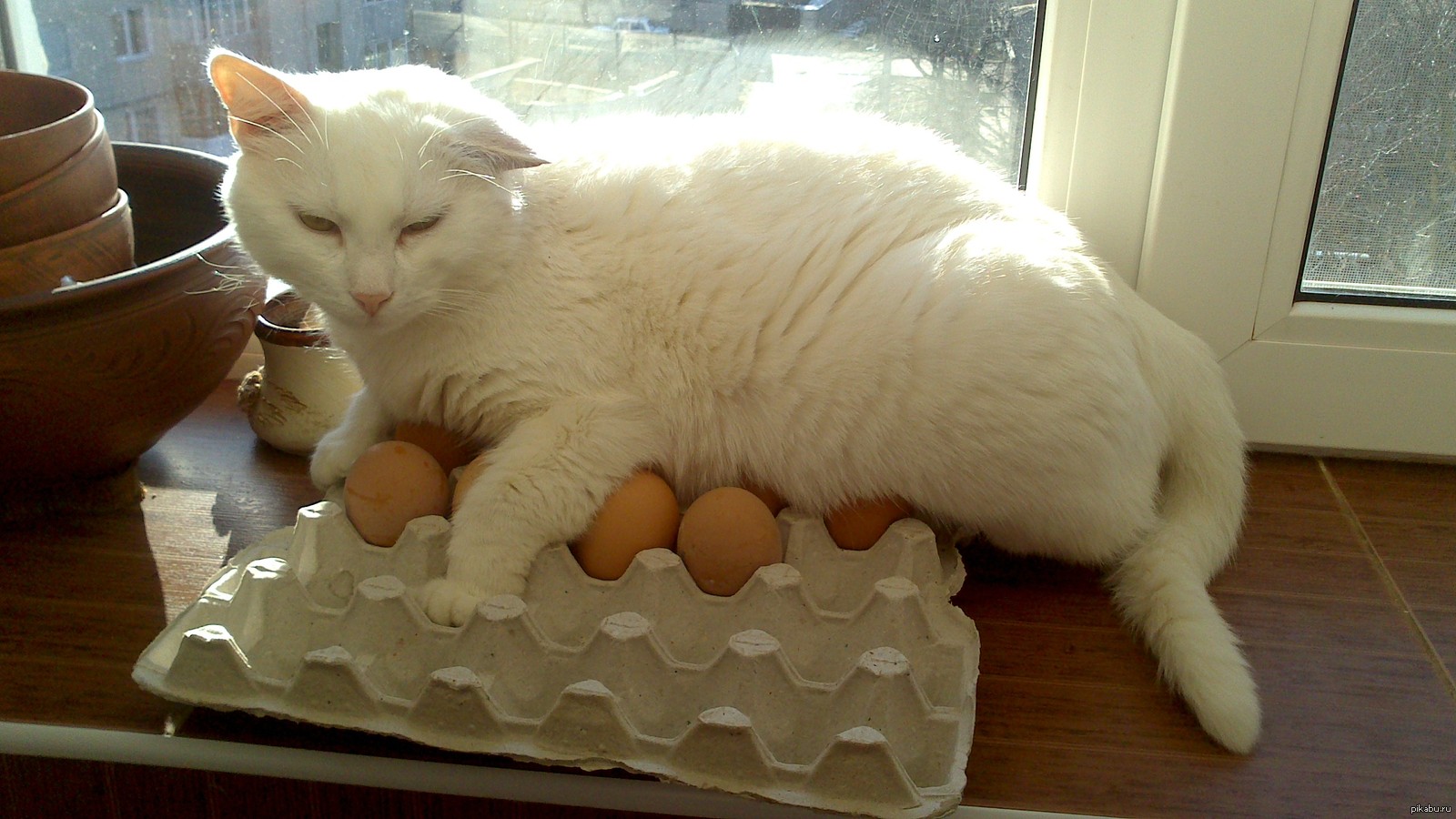 Кошке можно давать яйцо. Кошачьи яйца. Яичный кот. Смешные кошачьи яйца.
