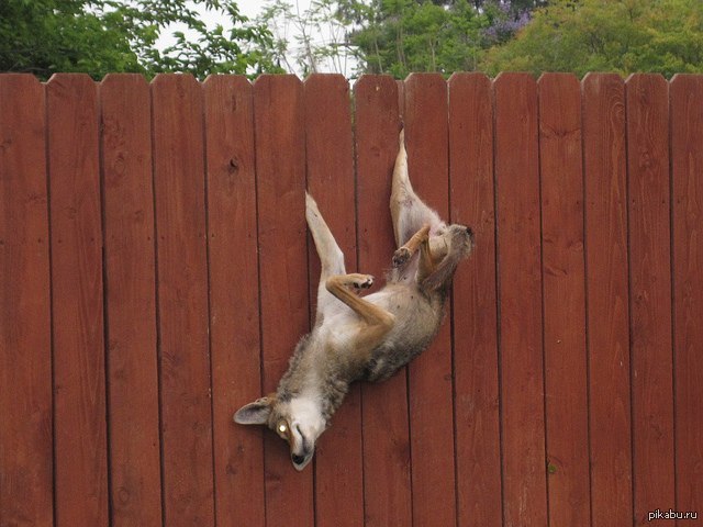 Лезет реклама что делать. Смешной забор. Собака повисшая на заборе. Кот на заборе. Животные на даче.