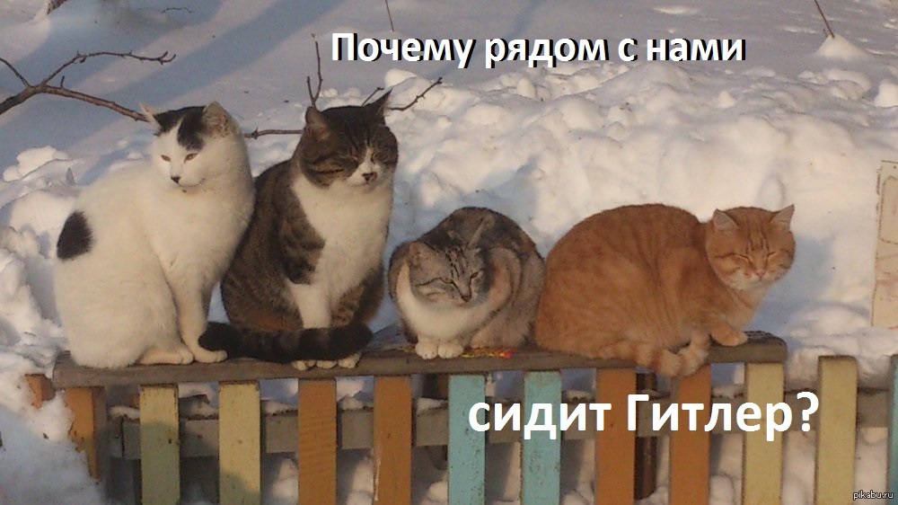 Наверное кошки. Кот валерьянщик. Кот валерьянщик горе. Валерьянщик отец горе. Кот валерьянщик горе в семье картинка.