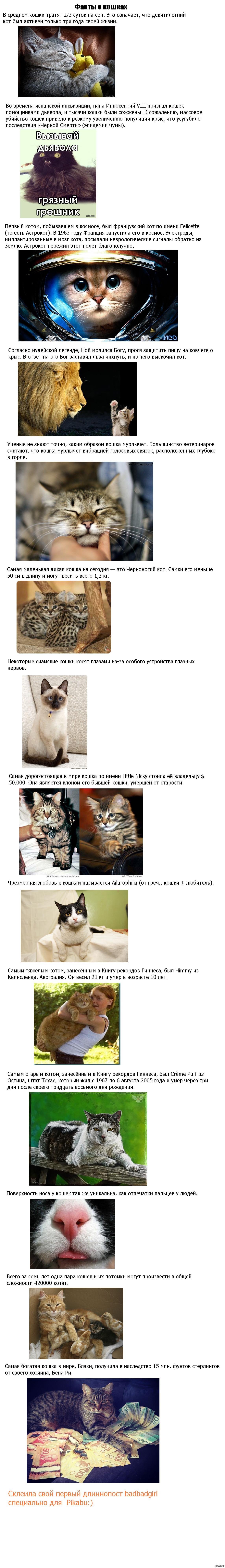 Some facts about furry friends :) - Longpost, First long post, First post, Animals, cat, Facts, Interesting Facts