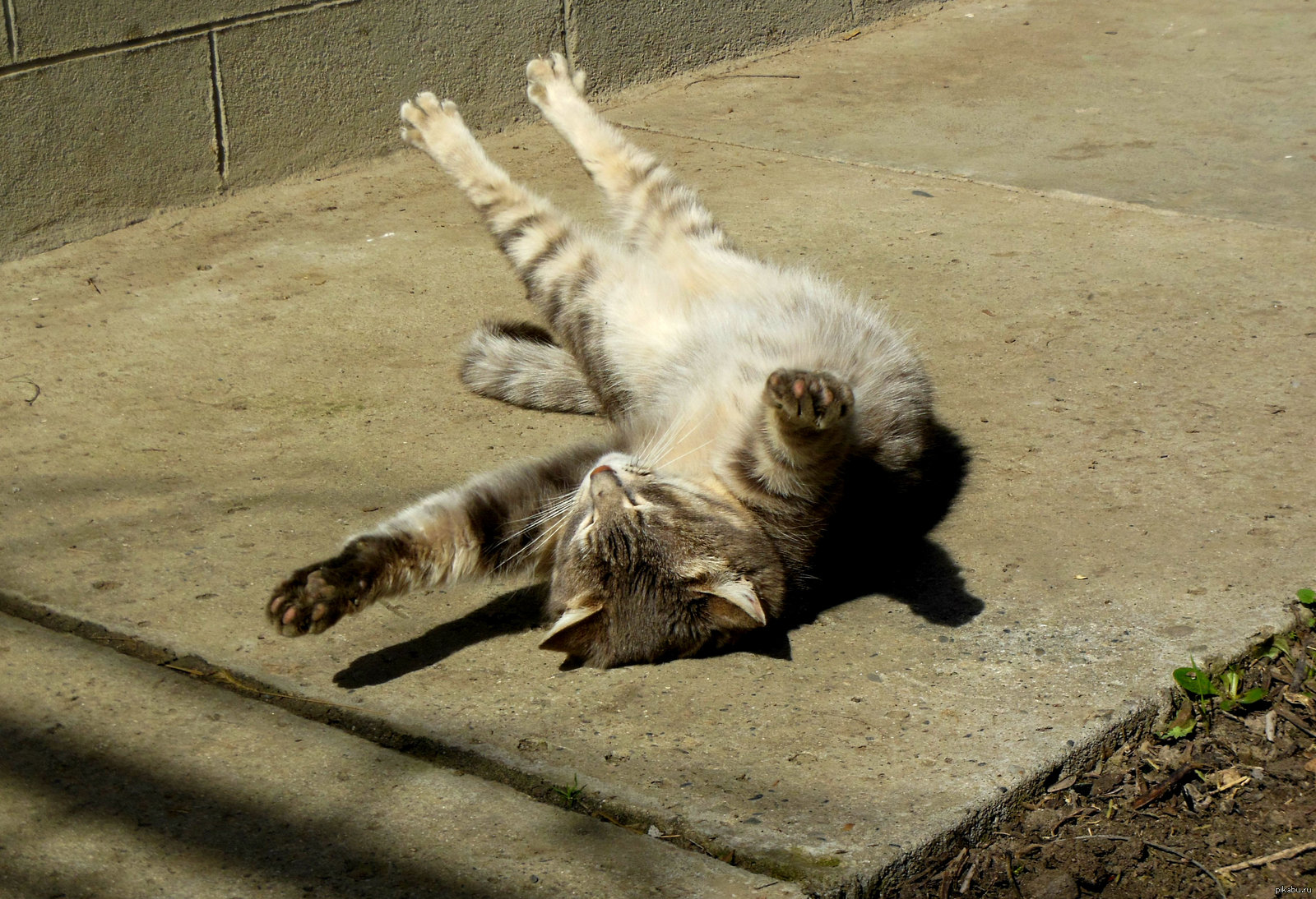 Котик радуется первому весеннему солнышку =) | Пикабу