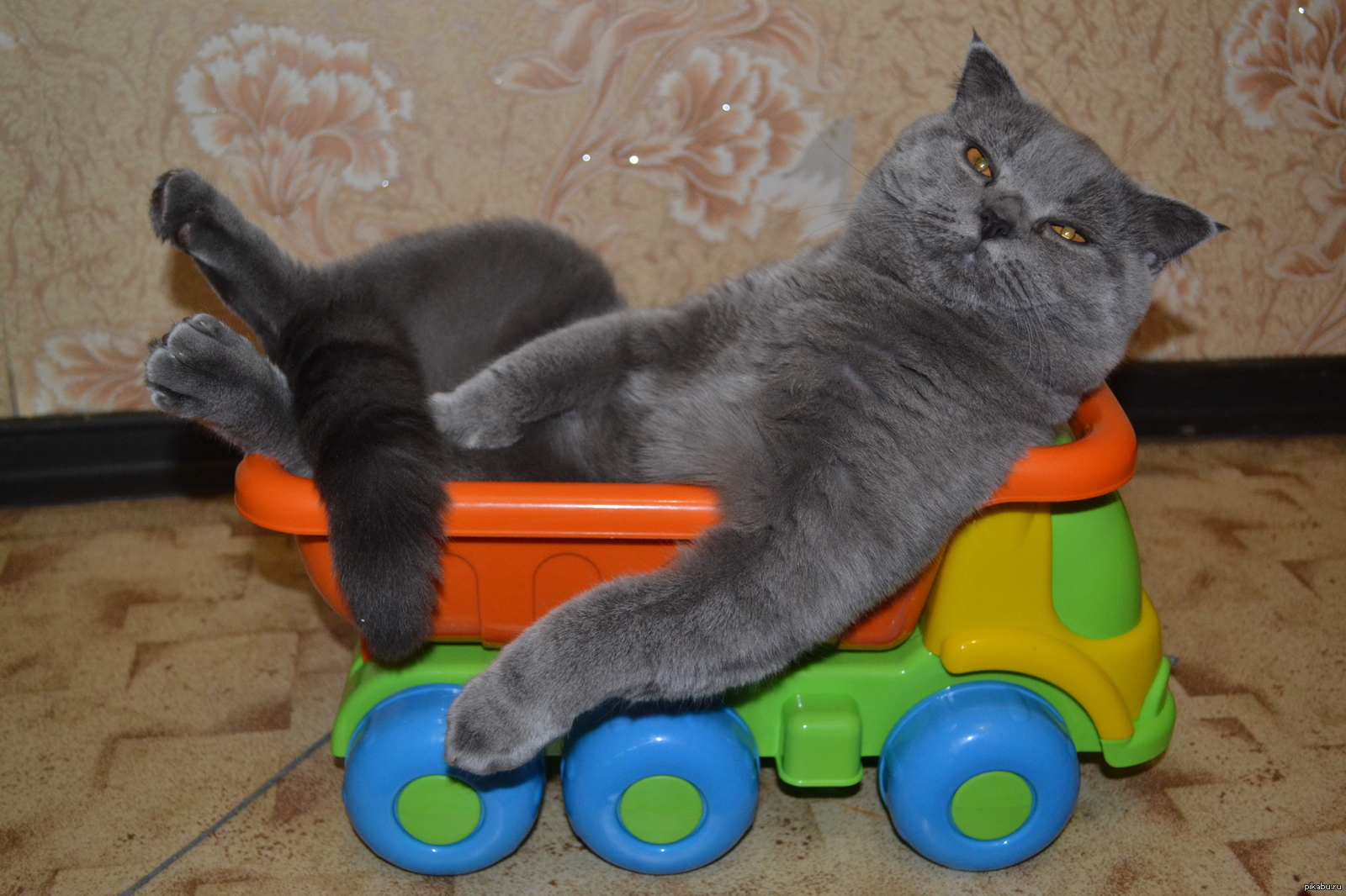 Эй крошка. Котик в машинке. Кот в машине. Кот и машинка мам. Игрушка машина котик и в ней есть другая машина.