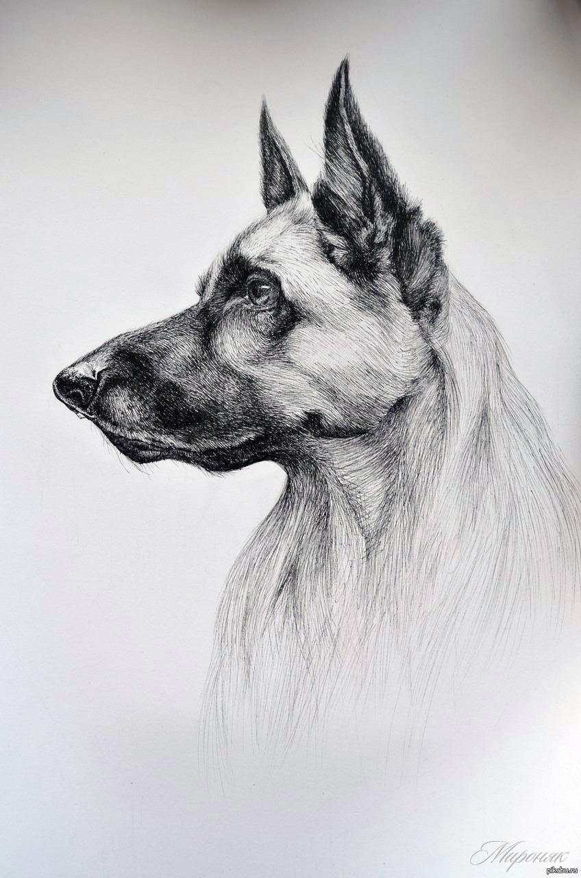 Рисунок собаки графика. Собака карандашом. Профессиональные рисунки. Собака рисунок карандашом. Эскиз немецкой овчарки.