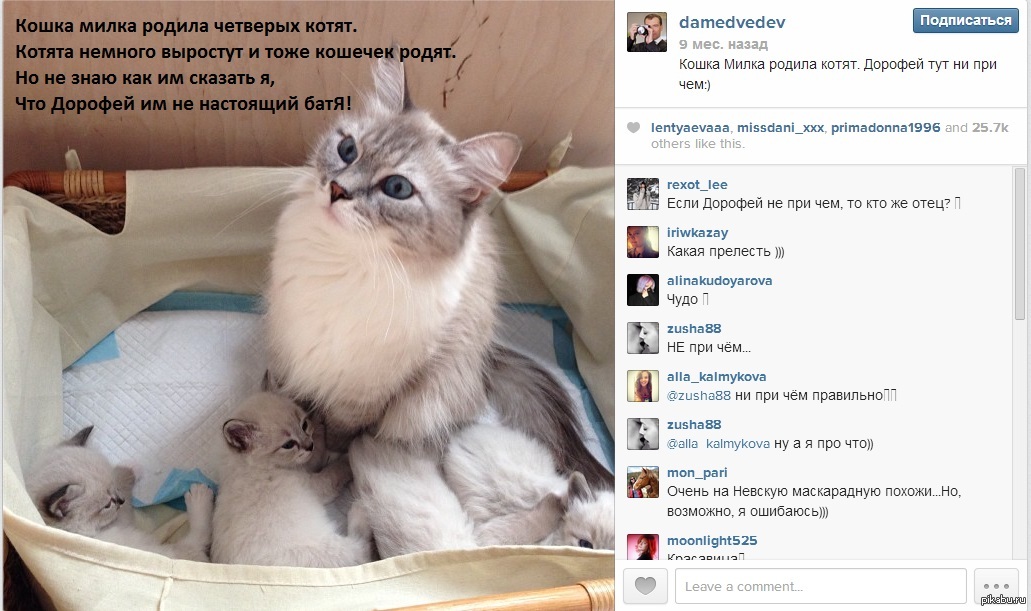 Как подписать фото с выборов. Кошка Дмитрия Медведева. Как подписать фото с котом. Как подписать фото в инстаграме с котом. Подпись к фотографии кота.