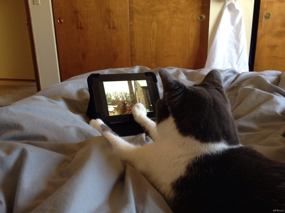 Включи кот на час. Коты и планшет. Котик с планшетом. Кот за планшетом. Кот играет в телефон.