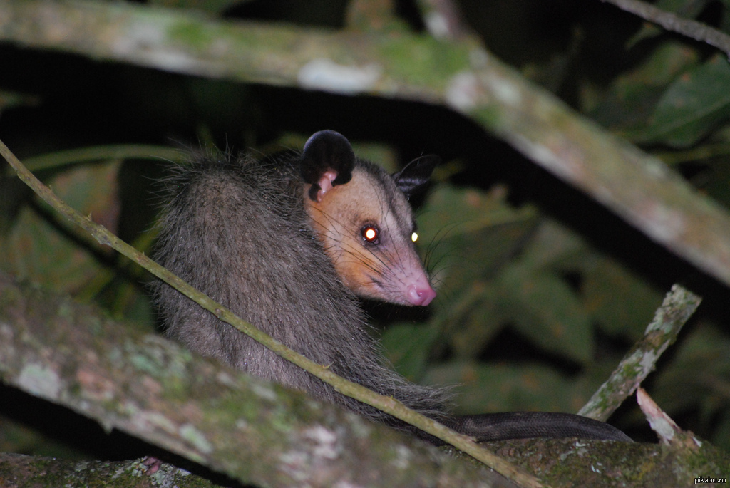 Какое животное ведет одиночную жизнь. Мадагаскарский опоссум. Didelphis marsupialis. Южный опоссум. Опоссум ночной зверь.