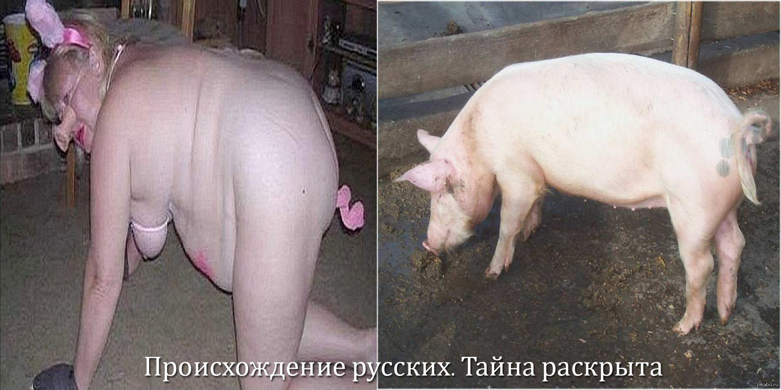 оргазм свиньи видео Свиньи видео оргазм