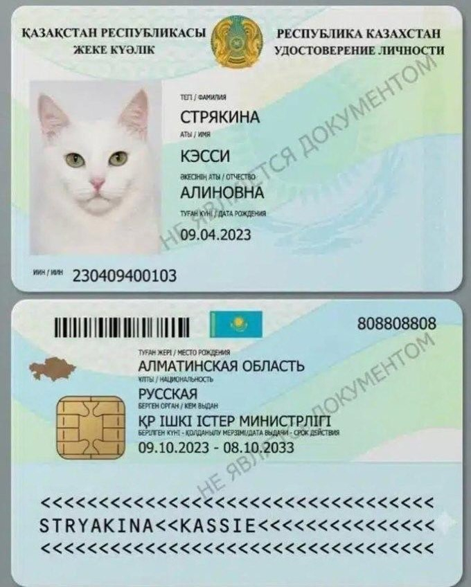 В Казахстане можно оформить паспорт на кота