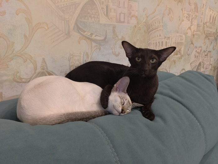 Мой peace duke