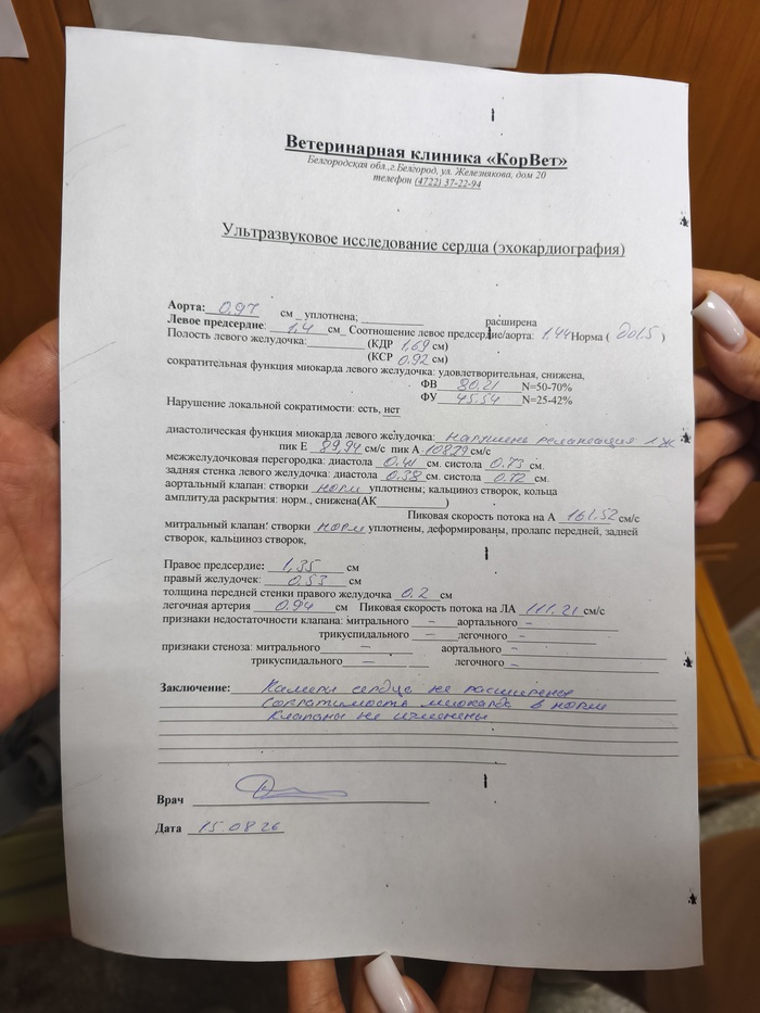 Расшифровка анализов узи сердца у кота