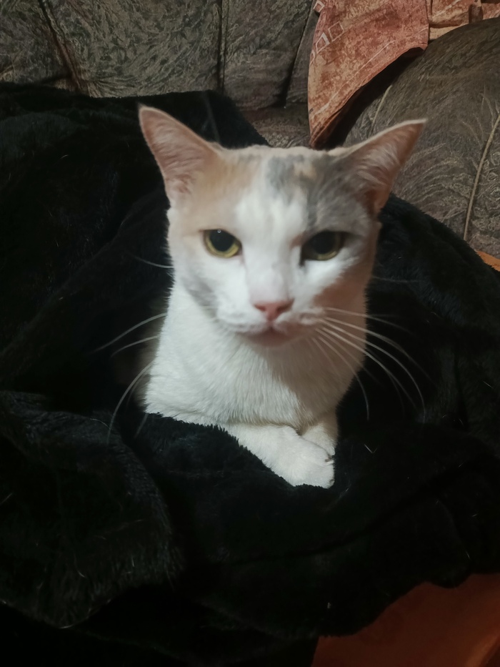 Котейка поддерживает моё мнение