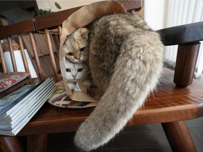 Коты дня