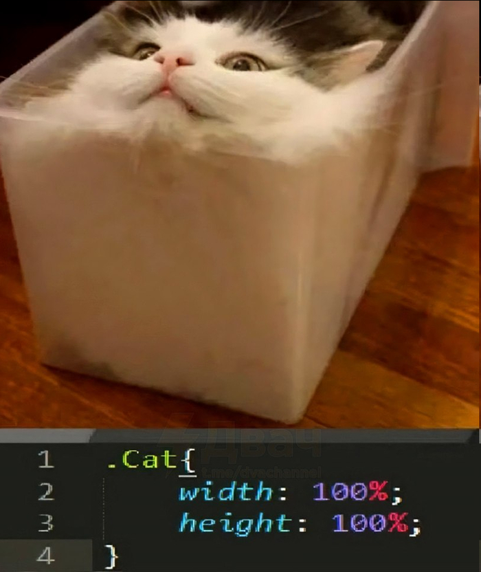 Css cat