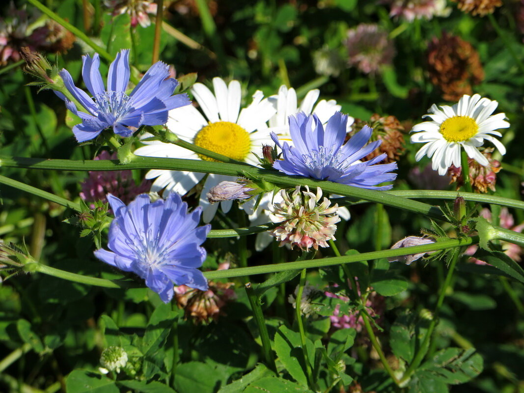 Weeds don't exist in the city because there's no harvest. 6 arguments for wild plants, mixed herbs, and natives. - Plants, Plant growing, Groundcover plants, Weeds, Ecosystem, Town, Botany, Health, Urbanism, Longpost