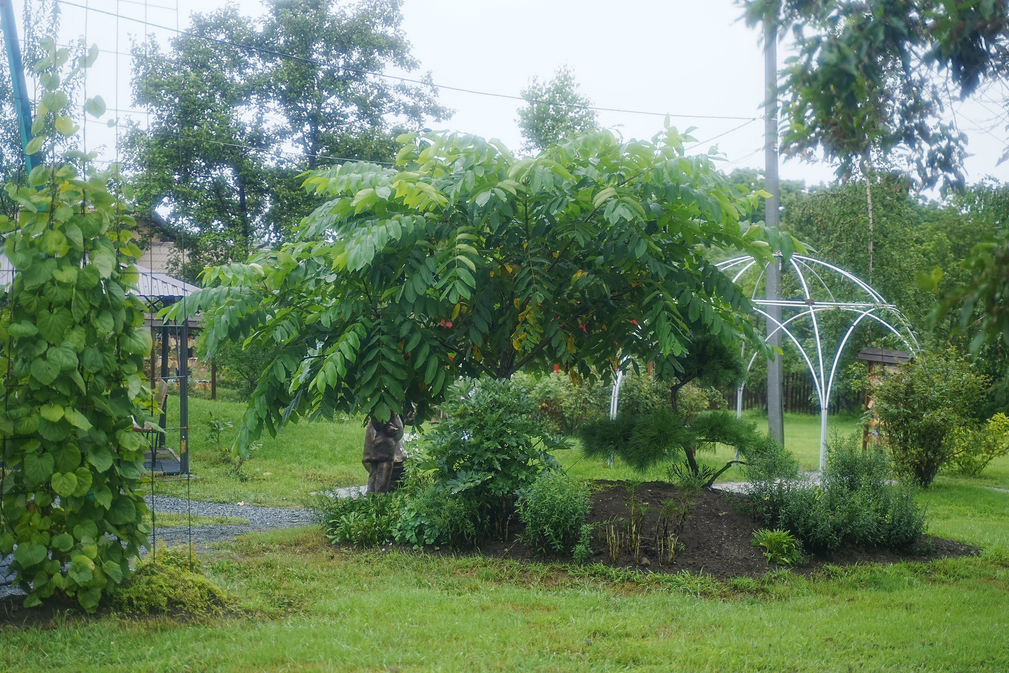 Japanese gardens near Nakhodka, morning after rain - My, Primorsky Krai, Photographer, City Nakhodka, Japanese Garden, Kappa, Spider, Longpost