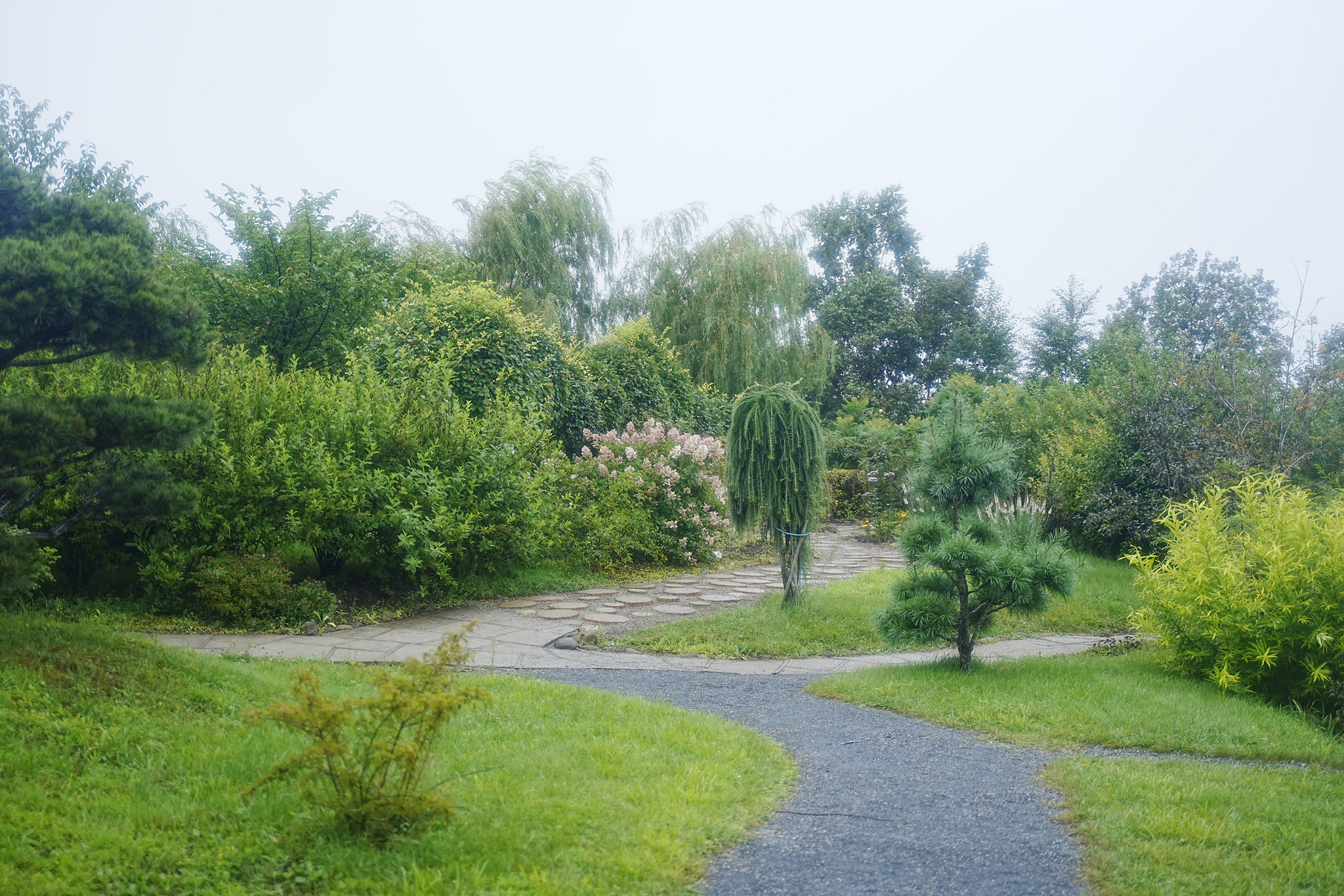 Japanese gardens near Nakhodka, morning after rain - My, Primorsky Krai, Photographer, City Nakhodka, Japanese Garden, Kappa, Spider, Longpost