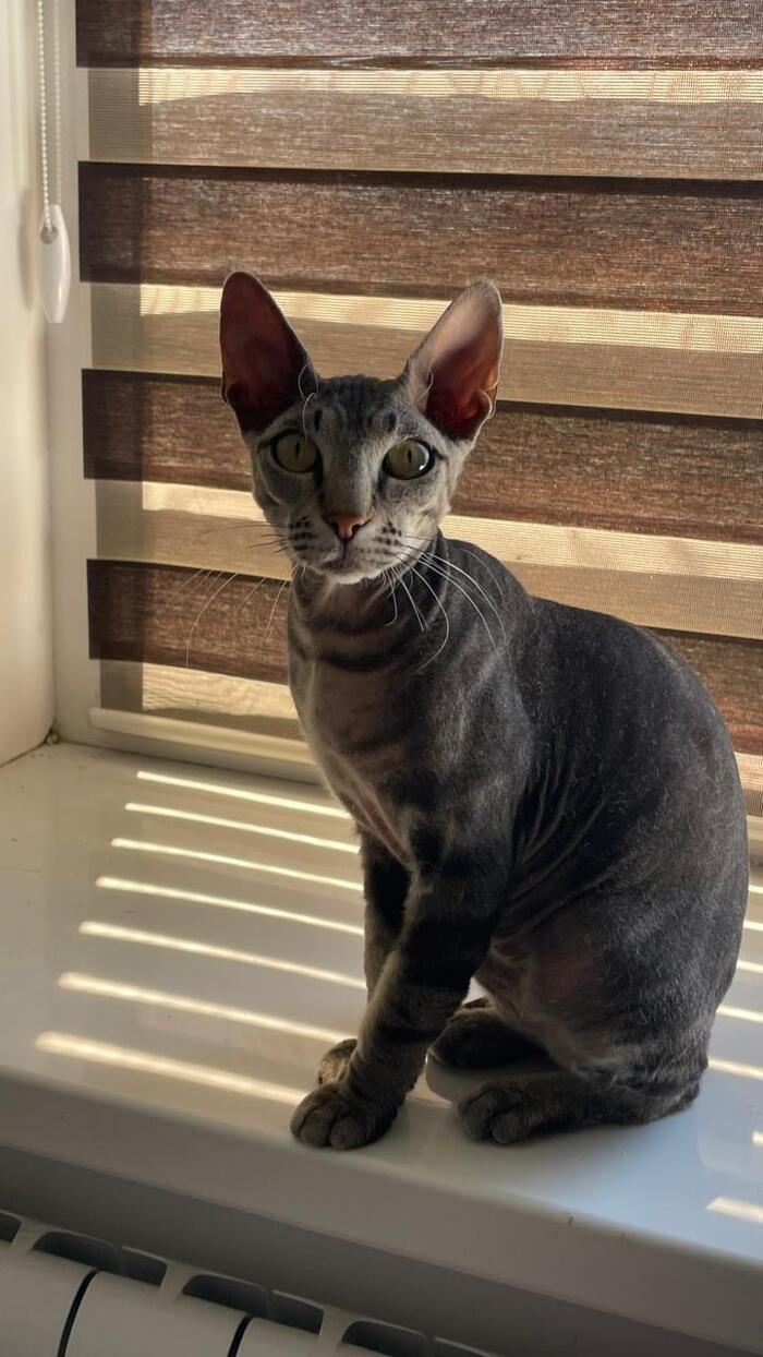 Москва и МО! Ищем дом чудо коту Гектору — метису сфинкса