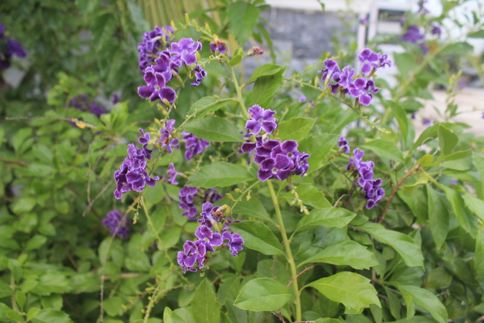 Duranta erecta, �� ��������� ���������� (Verbenaceae). 