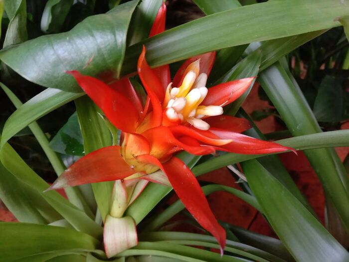 �������� ��������� (Guzmania lingulata). �� ��������� ����������� (Bromeliaceae)