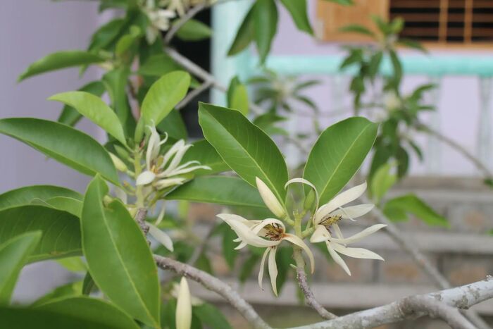 ��������. Magnolia alba.