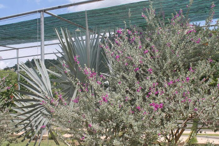 ������������� ������ - ����������� ������������� (���. Leucophyllum frutescens), ��� ��������� �������� ���� ����������� ��������� ������������.