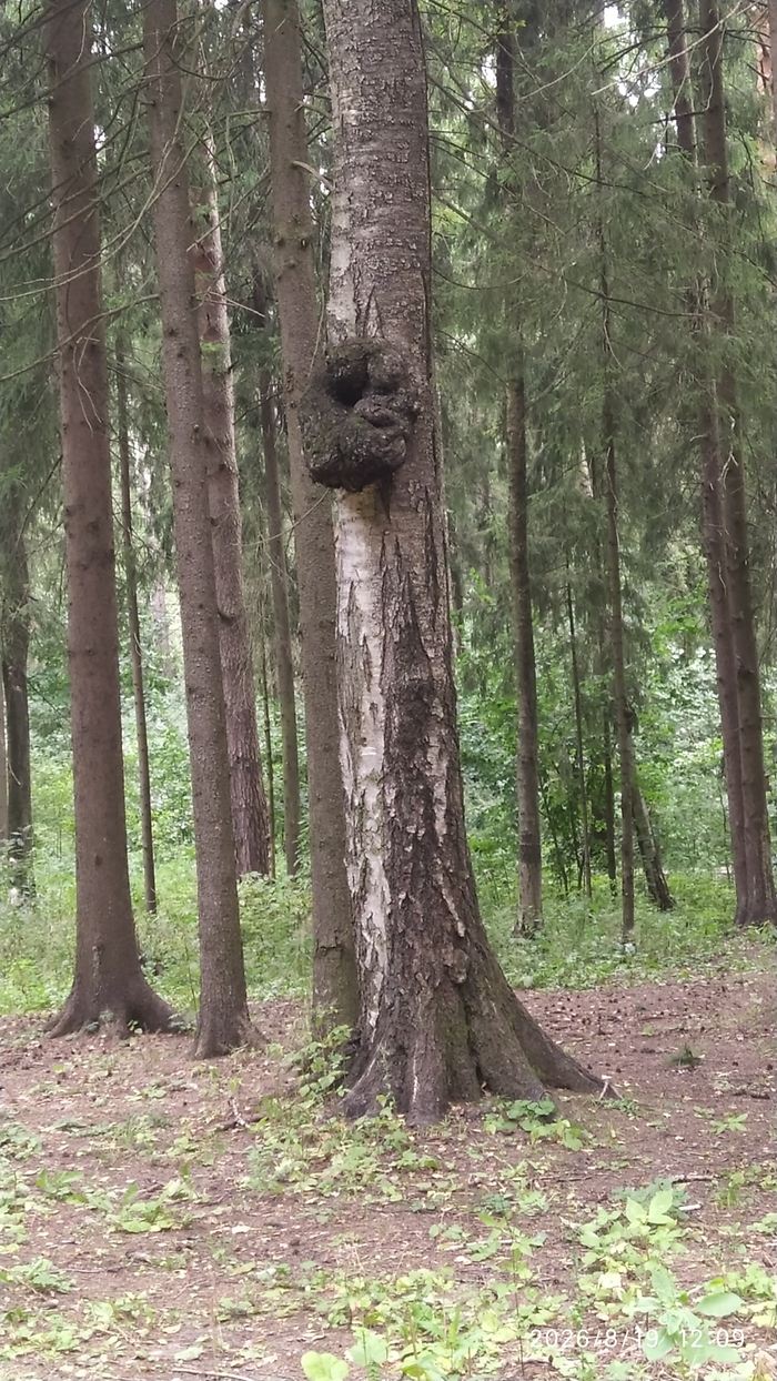 На что это похоже?