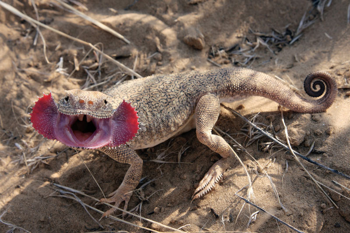 Ушастая круглоголовка (Phrynocephalus mystaceus). Фото из Википедии