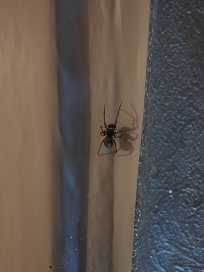 �������� ����������� (Steatoda bipunctata)